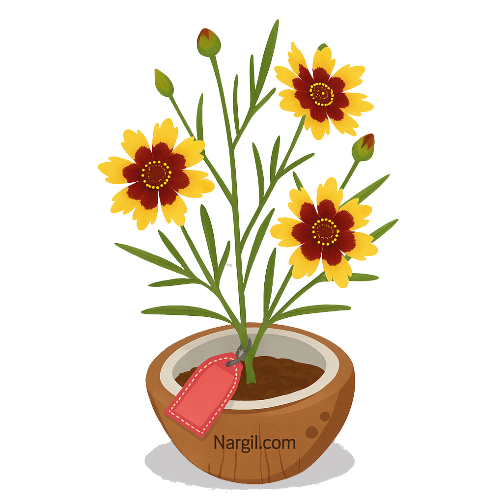  Nargil - Calliopsis